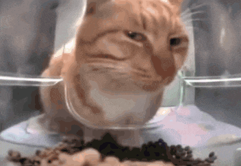a cat is sitting in a bowl of food and looking at the camera .