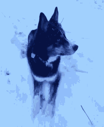 Searching Dog GIF - Searching Dog Snow GIFs