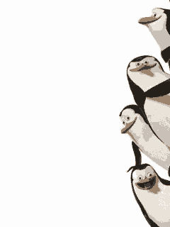 a group of penguins standing next to each other on a white background .