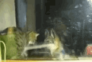 two cats are playing in a glass aquarium