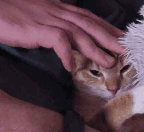 Pet Cat Petting GIF