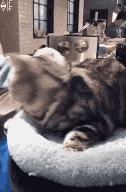 Angry Cat Little Hatsune GIF - Angry Cat Little Hatsune Silence GIFs