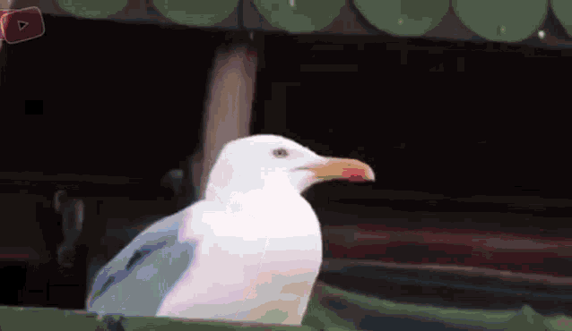 Seagull Meme Seagull GIF - Seagull Meme Seagull Gaivota GIFs