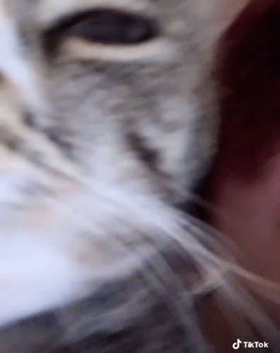 Cat Kisses GIF - Cat Kisses Swag GIFs