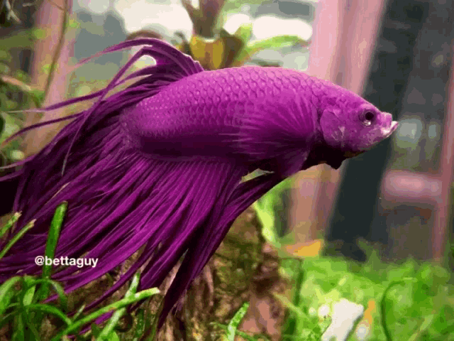 a purple fish with the name bettaguy on the bottom of it