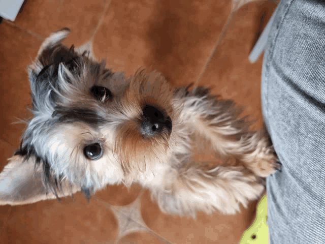 a small dog laying on a person 's leg looking up at the camera