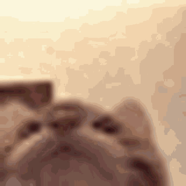 a close up of a cat 's face against a white wall .
