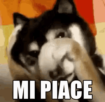 a husky dog is covering its face with its paw and the words mi piace are above it