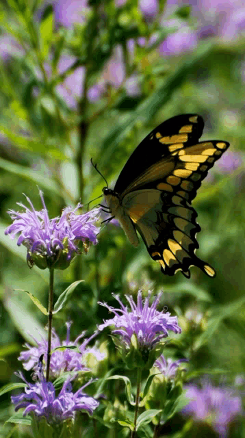 a butterfly is sitting on a purple flower