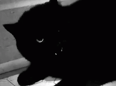 Black Black Cat GIF - Black Black Cat GIFs