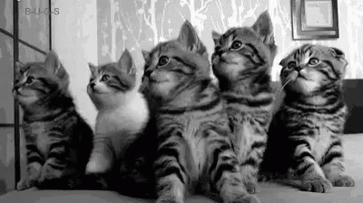Kittens Amazed GIF - Kittens Amazed GIFs