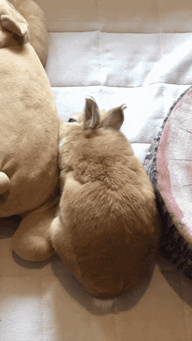 a small brown rabbit laying on a bed next to a stuffed animal