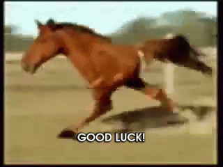 Horse GIF - Horse Goodl Luck Running GIFs
