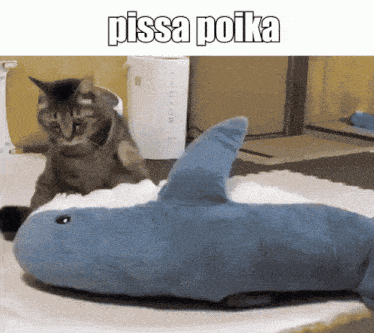 a cat playing with a stuffed shark that says pissa poika above it