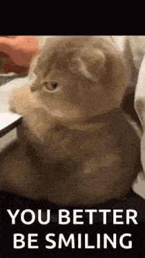a cat is sitting on a bed with the words `` you better be smiling '' written above it .