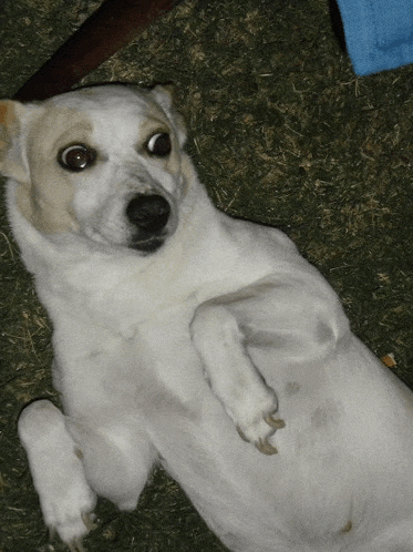 a white dog with brown eyes is laying on its back on the grass