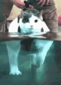 a cat is swimming in a pool with a person standing behind it