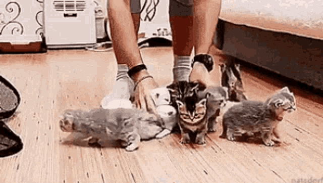 Cats Herding GIF - Cats Herding Pets GIFs