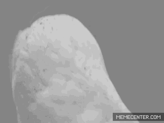 a black and white photo of an owl with the words the fuck