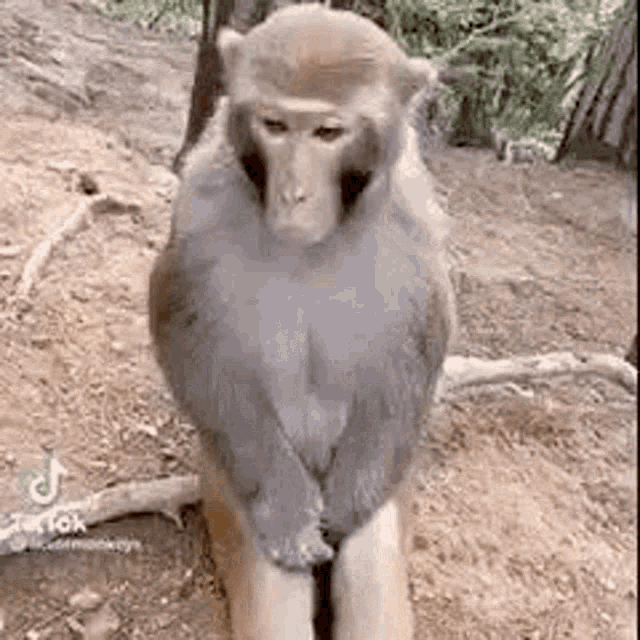 Monkey Sit Artificialbloom GIF