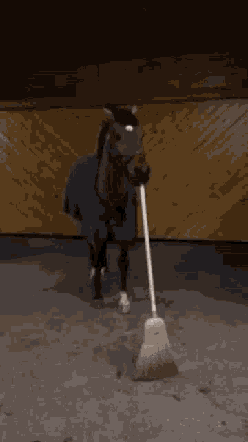 Horse Broom GIF - Horse Broom GIFs