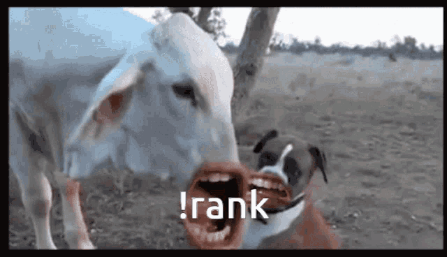 Rank Animal GIF - Rank Animal Cow GIFs