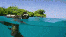 Sloth Lonely GIF - Sloth Lonely Swimming GIFs