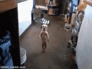 a small dog is standing on its hind legs in a kitchen ..