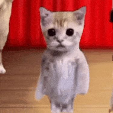 Chinese Cat GIF - Chinese Cat Dancing GIFs