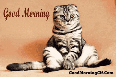 a cat is sitting on a bed with the words " good morning " written on the bottom