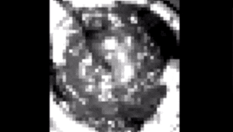 a black and white photo of a strawberry with a blurred background .