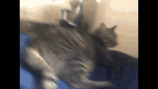 a cat is laying on its back on a blue couch .