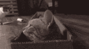 a cat is laying in a cardboard box on a wooden floor .