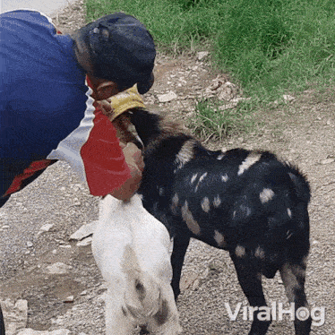 a video of a man feeding a goat has the word viralhog on the bottom right