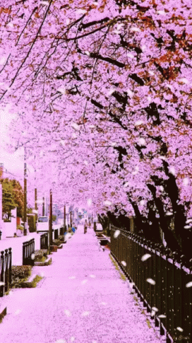 pretty anime gifs  Anime cherry blossom, Cherry blossom wallpaper