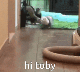 a picture of a cat that says hi toby on the bottom