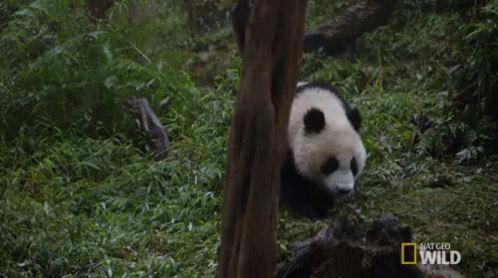 Going For A Stroll. GIF - Nat Geo Nat Geo Wild Panda Babies GIFs