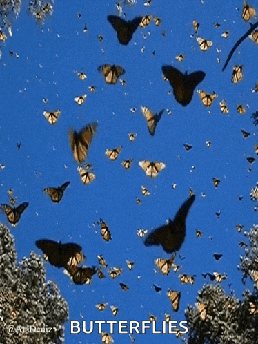 a bunch of butterflies flying in a blue sky with the word butterflies below them
