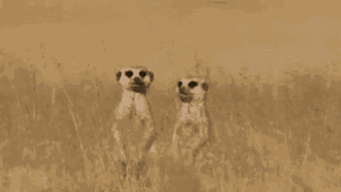 Yup Meerkat GIF - Yup Meerkat Hug GIFs