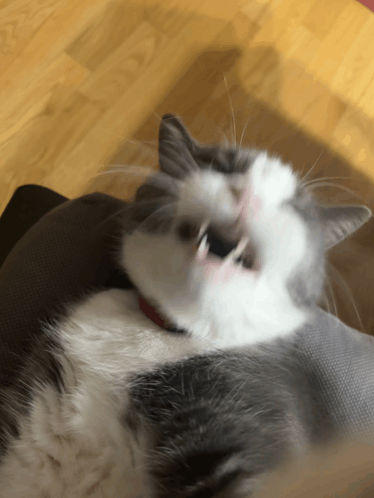 Cat GIF - Cat GIFs