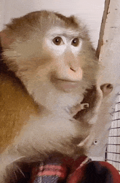 a close up of a monkey holding a baby monkey in its mouth .