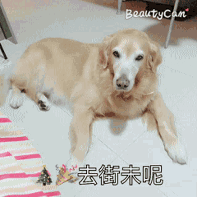 a dog laying on a tiled floor next to a small christmas tree with chinese writing on it
