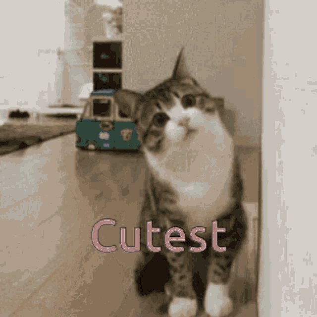 Aww Cutest GIF - Aww Cutest Cat GIFs