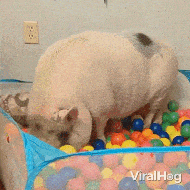 Playing Pig GIF - Playing Pig Viralhog GIFs
