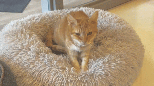 Trelawney Cats GIF - Trelawney Cats Orangecats GIFs