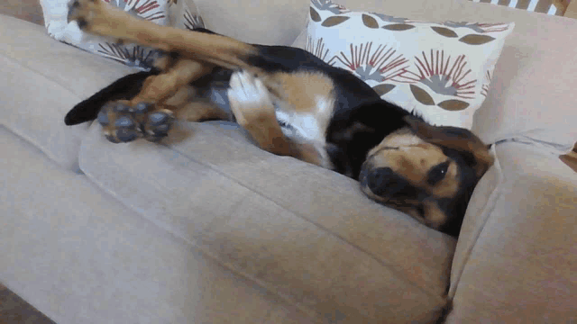a dog laying on its back on a couch with pillows