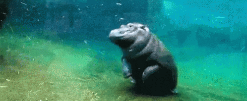 Hippo Front Flip GIF - Hippo Front Flip Animal GIFs