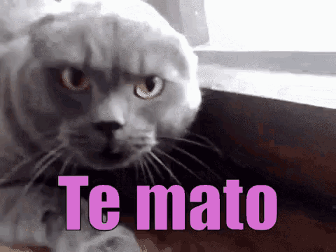 a close up of a cat 's face with the words te mato written above it .