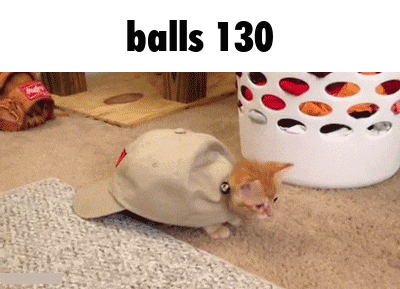 a kitten is wearing a hat that says balls 130 on it .
