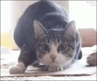 Cat Twerking GIF - Cat Twerking Shaq GIFs